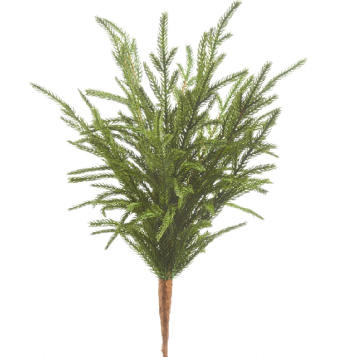 Norfolk Pine Pick