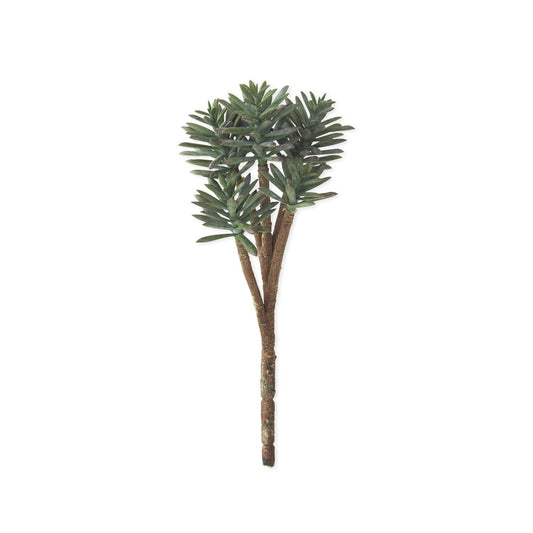 Powdered Green Spiked Suculent