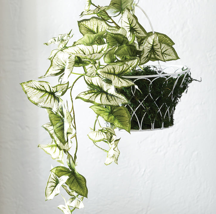 Hanging Caladium Bush