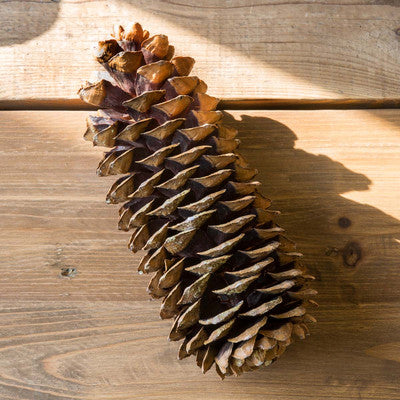 Winter Pinecones