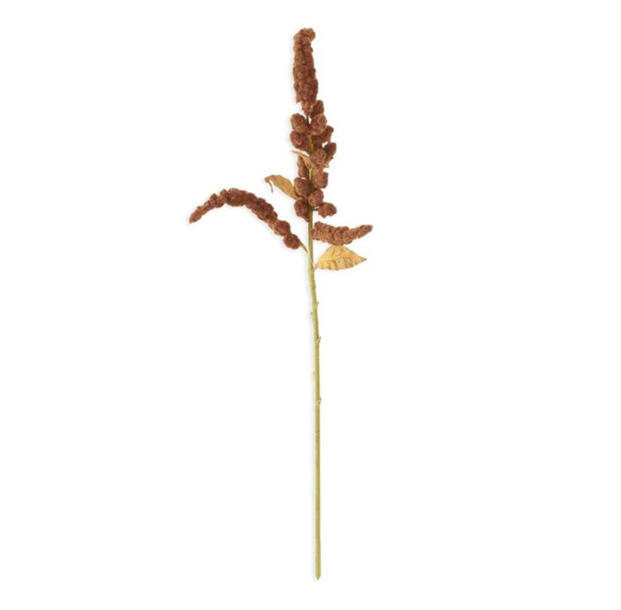 Brown Amaranthus Stem