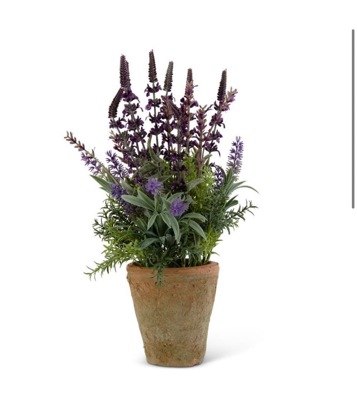 Lavender in Rustic Clay Pot