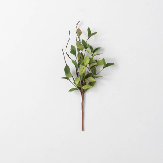 Ruscus Leafy Twig Pick